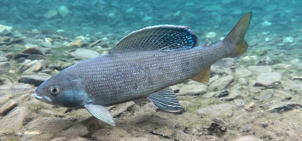 Arctic Grayling – Twin Peaks Adventures